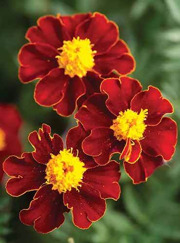 A close up image of the bright red flowers of Tagetes patula 'Red Knight' pictured on a soft focus background.