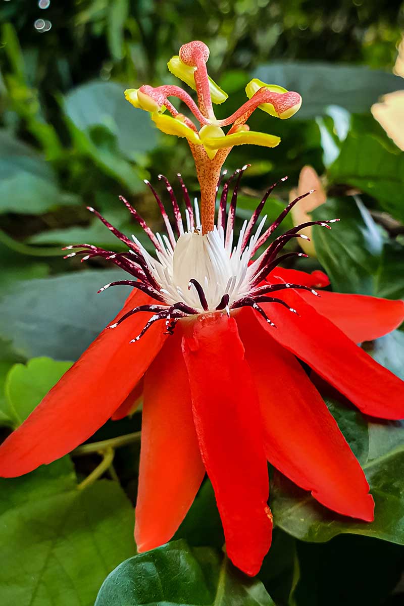 A close up vertical image of a red passionflower with white and burgundy filaments pictured on a soft focus background.
