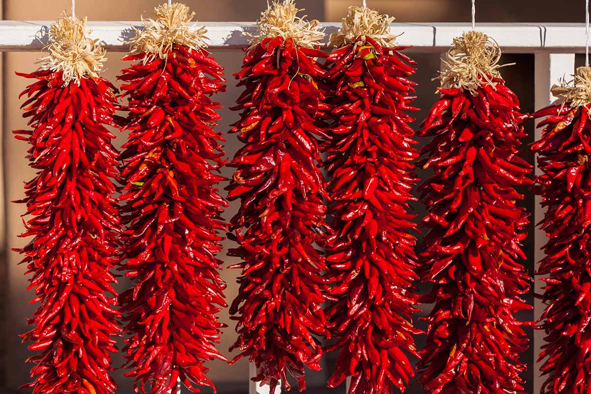A close up horizontal image of bundles of peppers hanging out to dry called ristras.