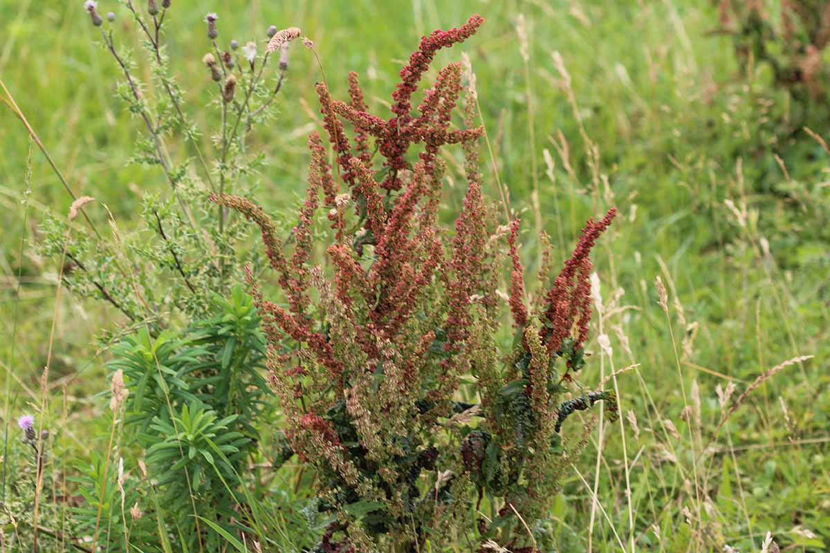 A horizontal image of red sorrel growing by the side of a field.