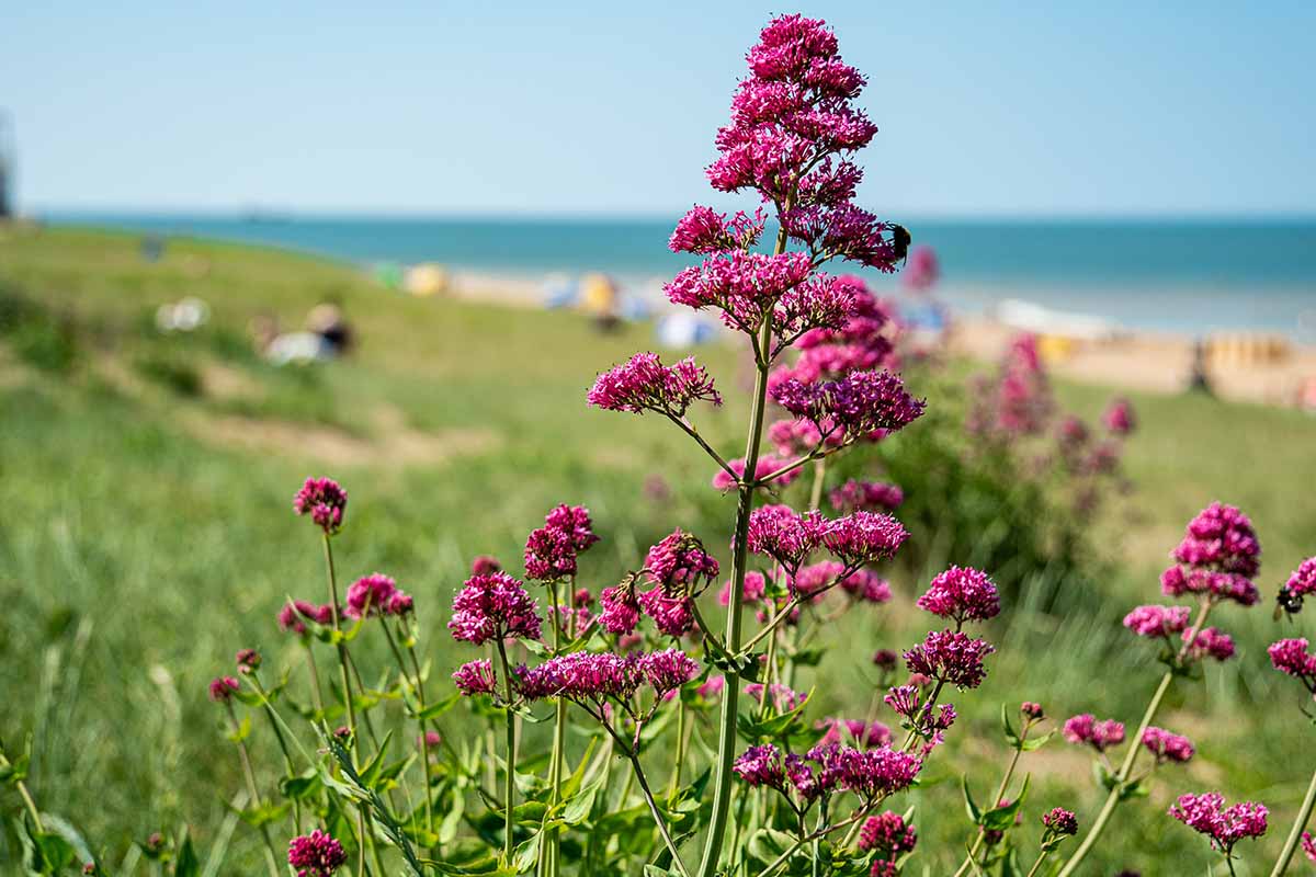 A horizontal image of red valerian flowers growing in a coastal location.