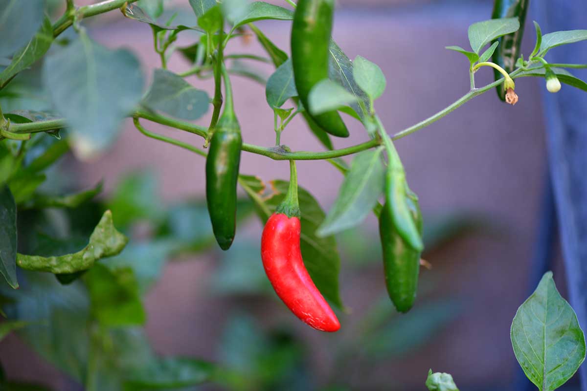 A close up horizontal image of red and green serrano chillies growing in the garden pictured on a soft focus background.