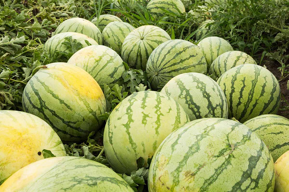 A horizontal image of ripe watermelons growing in a field, ready for harvest.