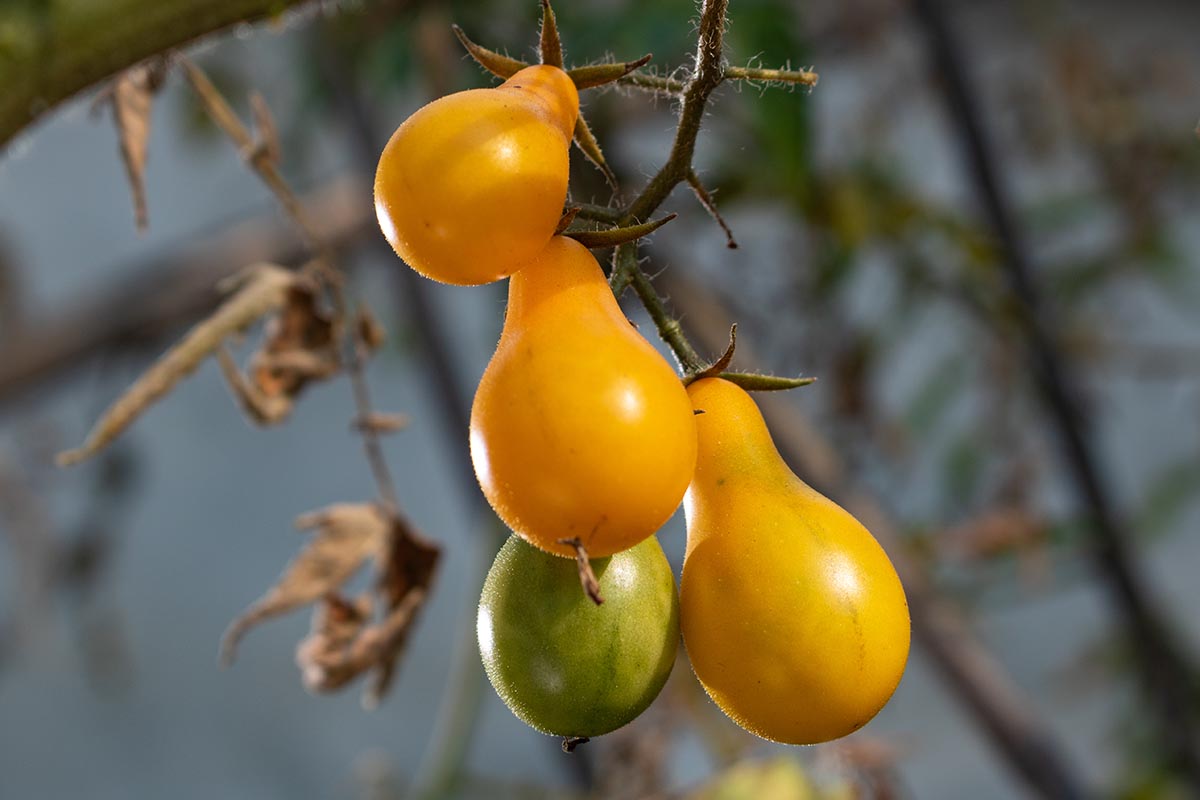 A close up horizontal image of ripe and unripe 'Yellow Pear' tomatoes growing in the garden pictured on a soft focus background.