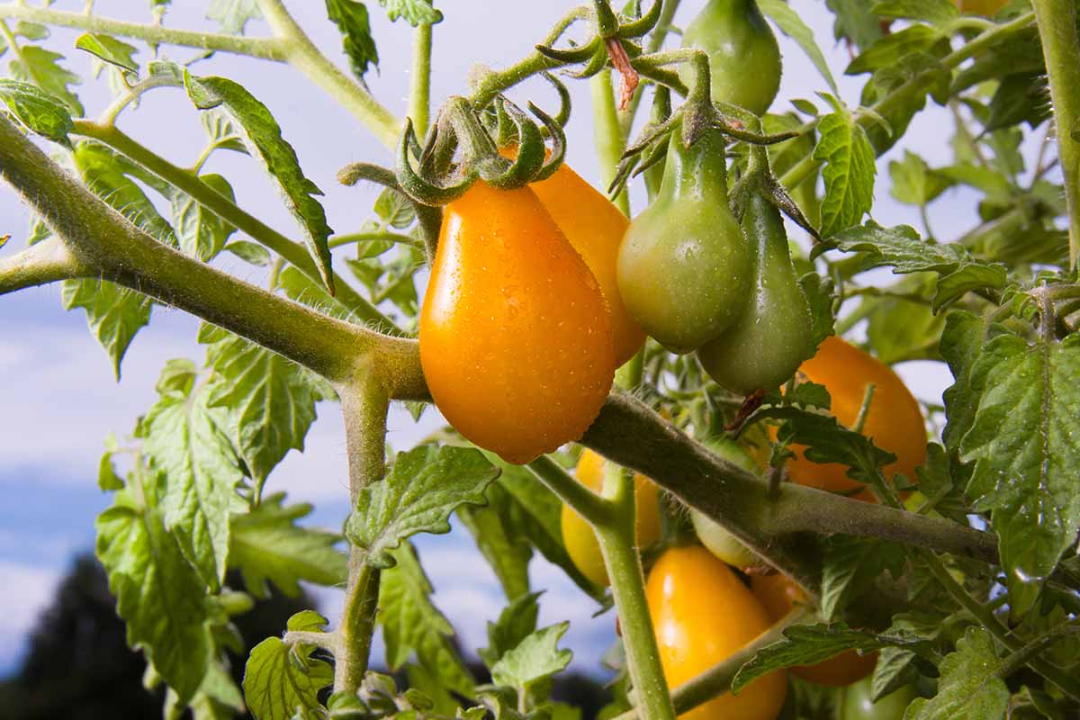 A close up horizontal image of yellow tomatoes ripening on the vine pictured on a blue sky background.