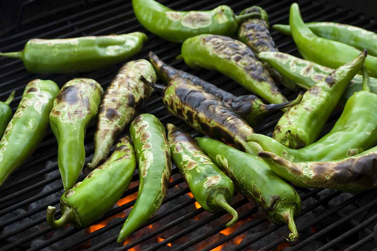 A close up horizontal image of peppers roasting on a barbecue.