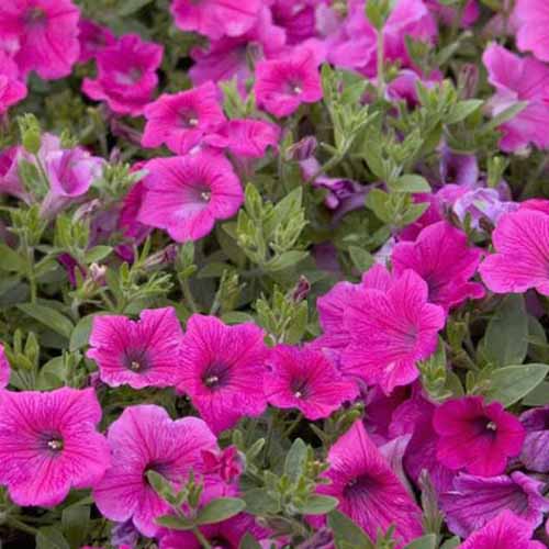 A close up of the bright pink flowers of 'Rose of Heaven' petunias.
