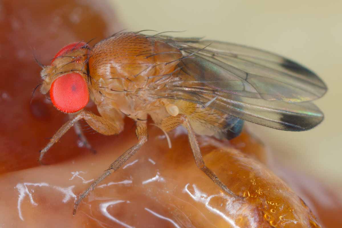 A close up horizontal image of a Drosophila suzuki fruit fly pictured on a soft focus background.