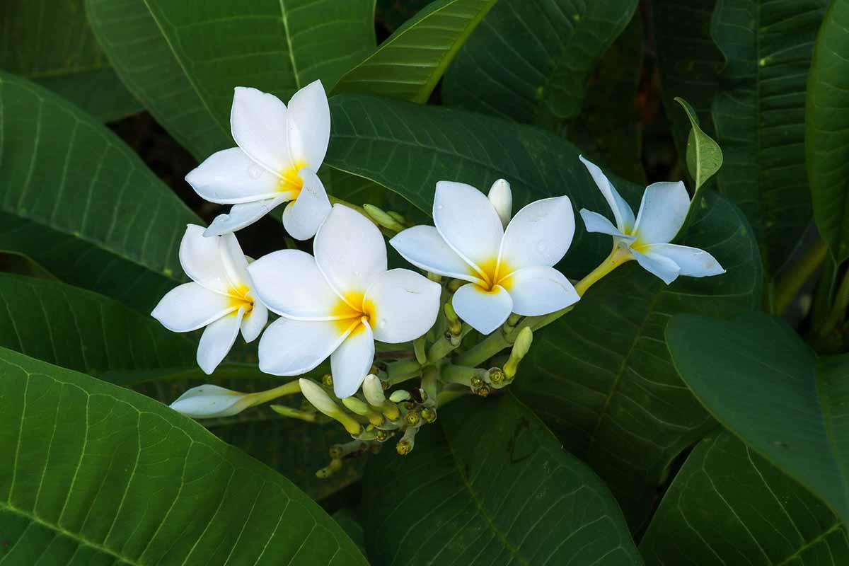 A close up horizontal image of the flowers of Plumeria 'San Germain' with foliage in the background.