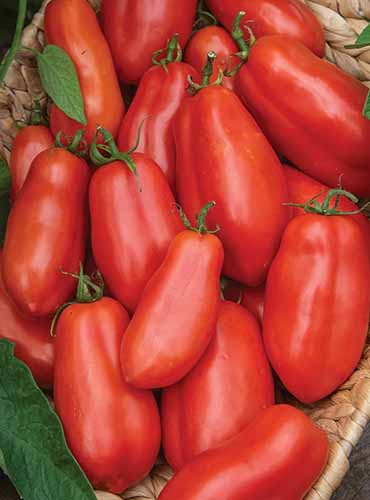 A close up vertical image of a pile of freshly harvested san marzano tomatoes in a wicker basket.