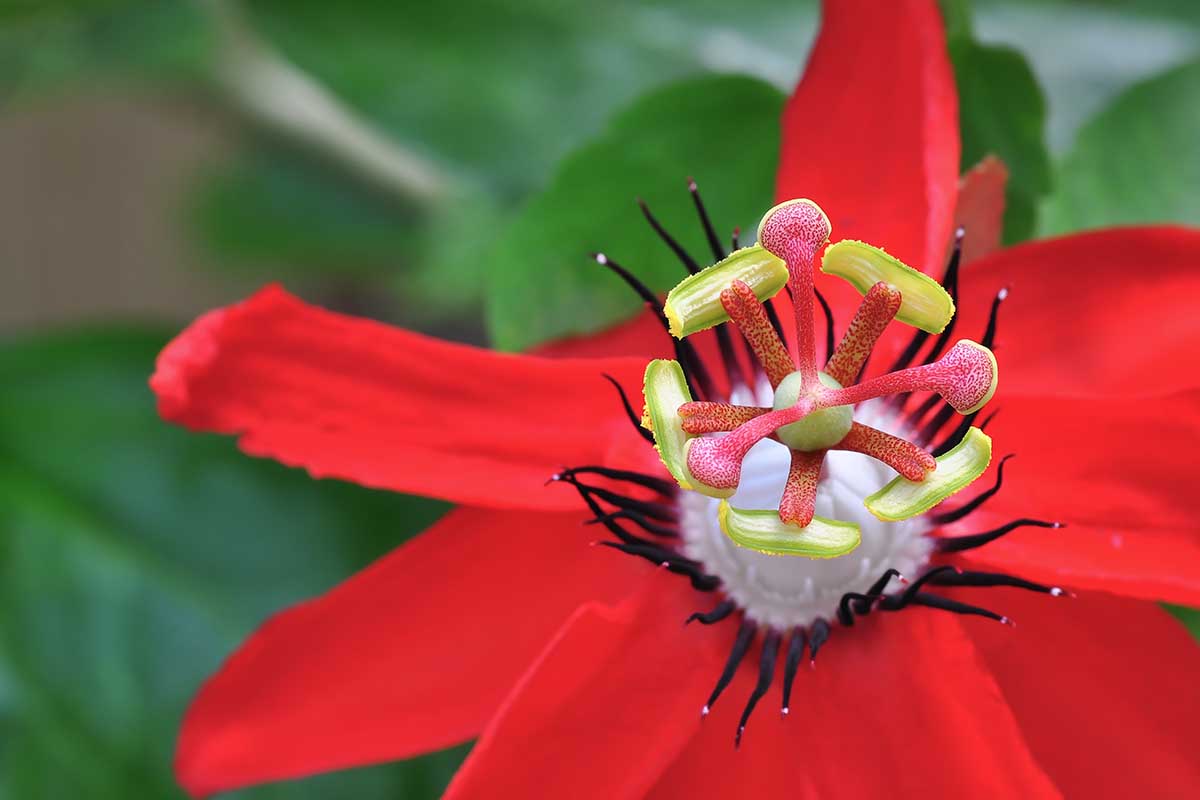 A close up horizontal image of a bright red scarlet passionflower pictured on a soft focus background.