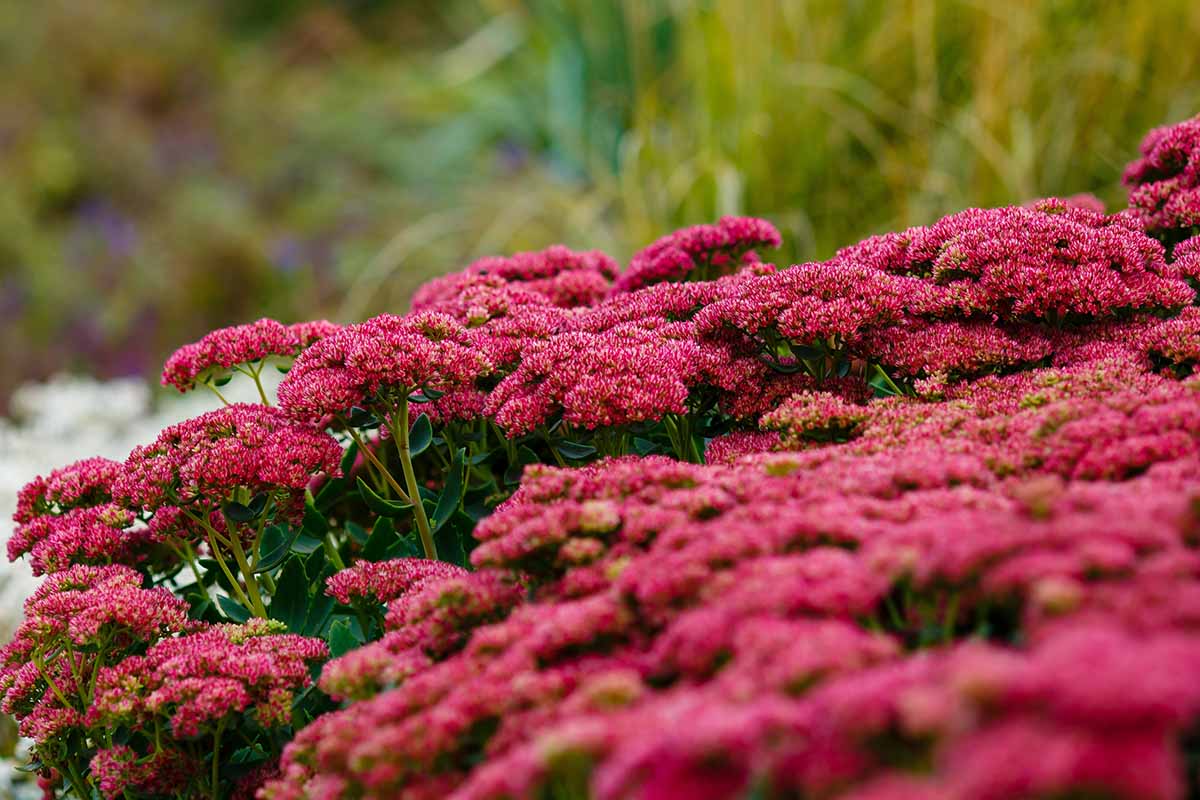 A horizontal picture of red sedum growing in the garden pictured on a soft focus background.