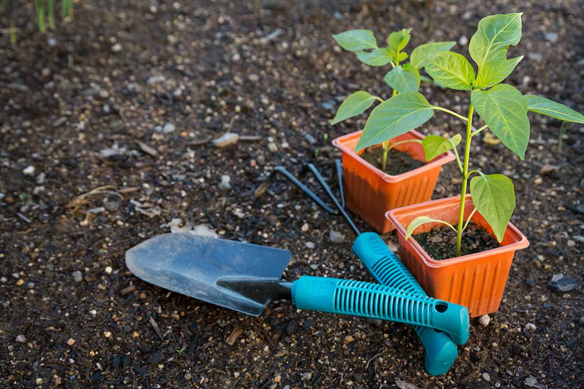 A close up horizontal image of two potted seedlings set on the ground with some garden tools.