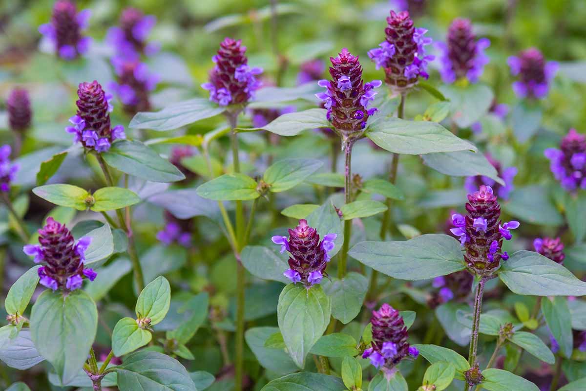 A close up horizontal image of the bright purple flowers and deep green foliage of self-heal aka Prunella vulgaris.