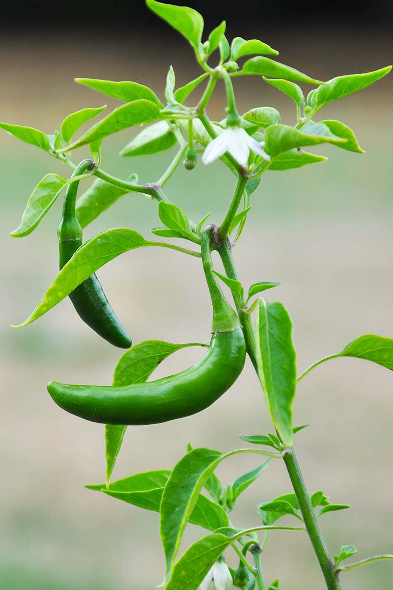 A close up vertical image of serrano peppers growing in the garden pictured on a soft focus background.