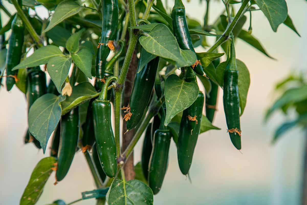 A close up horizontal image of an abundance of serrano chillies growing on a potted plant.