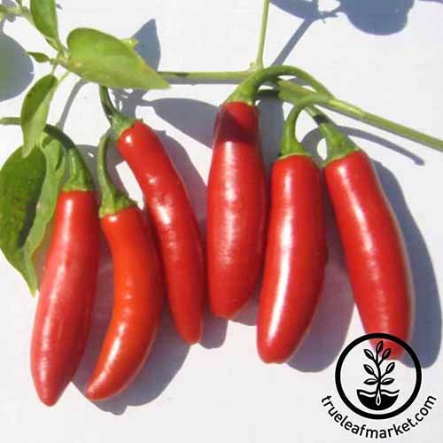 A square image of red 'Tanpiqueno' serrano peppers set on a white surface. To the bottom right of the frame is a black circular logo with text.
