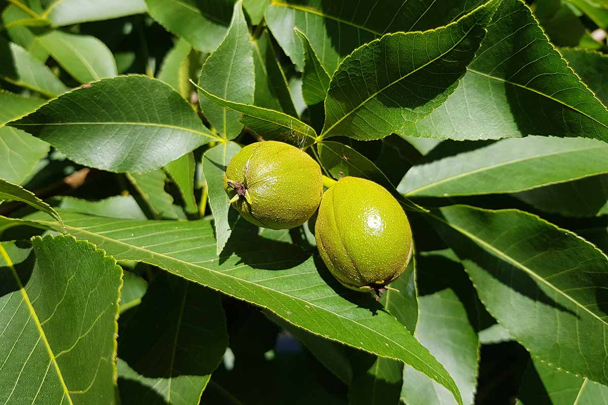 A close up horizontal image of shagbark hickory nuts ripening on the tree pictured in bright sunshine.
