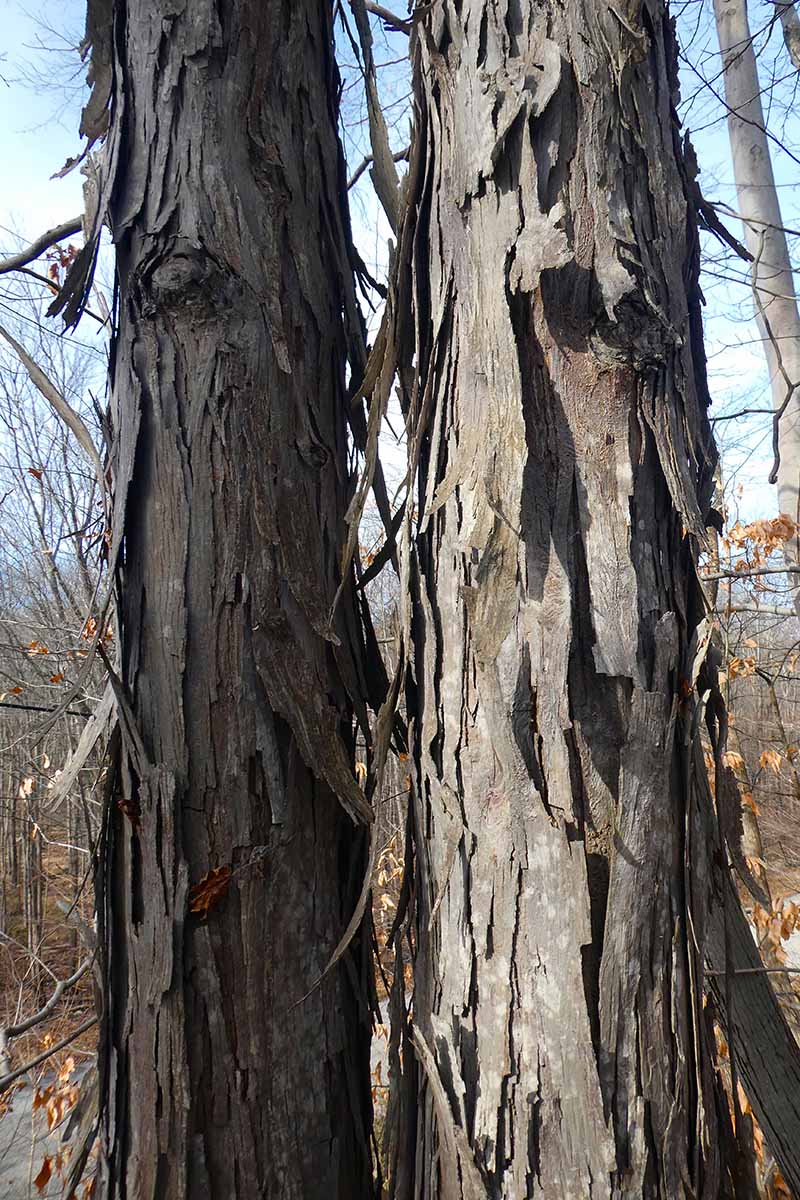 A close up vertical image of the unique shaggy bark of Carya ovata aka the shagbark hickory tree.