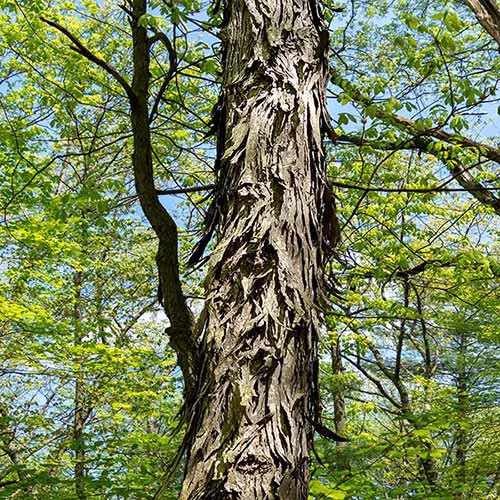 A close up square image of a shagbark hickory tree growing wild.