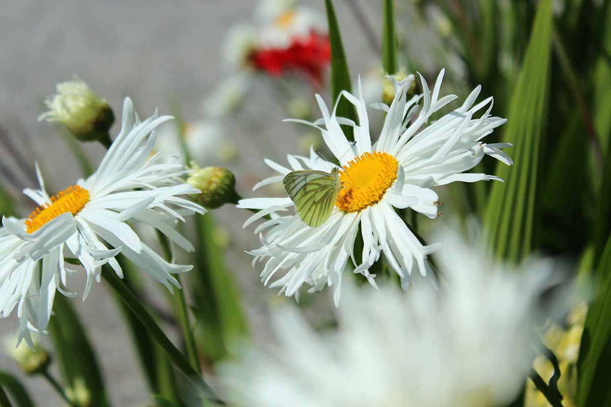 A close up horizontal image of Shasta daisies growing in the garden pictured on a soft focus background.