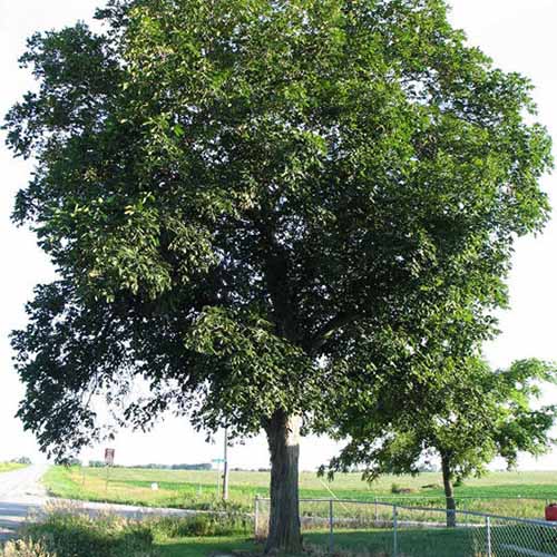 A square image of a large, mature shellbark hickory tree growing by the side of a highway.