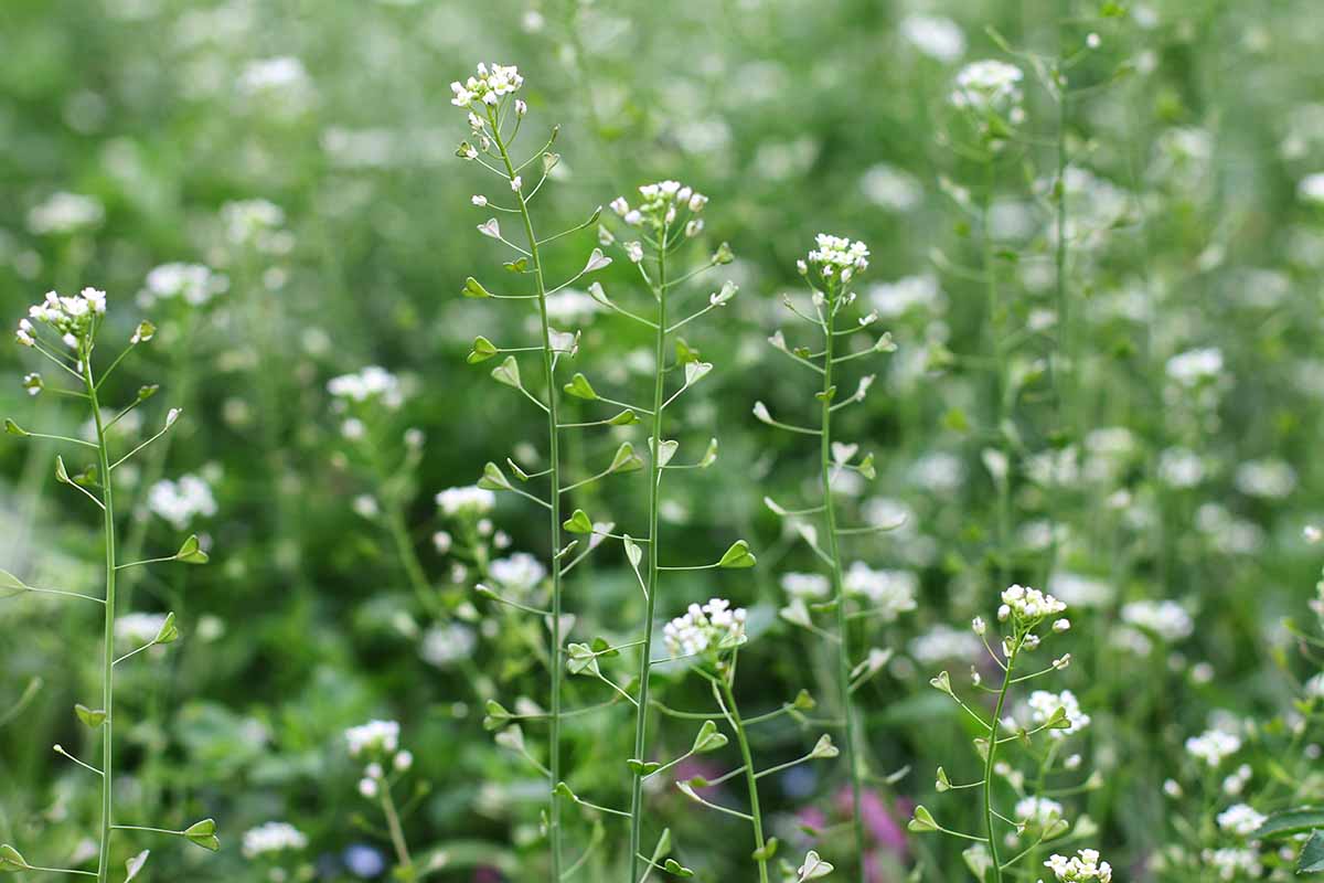 A close up horizontal image of shepherd's purse weeds with white flowers and feathery foliage growing wild.