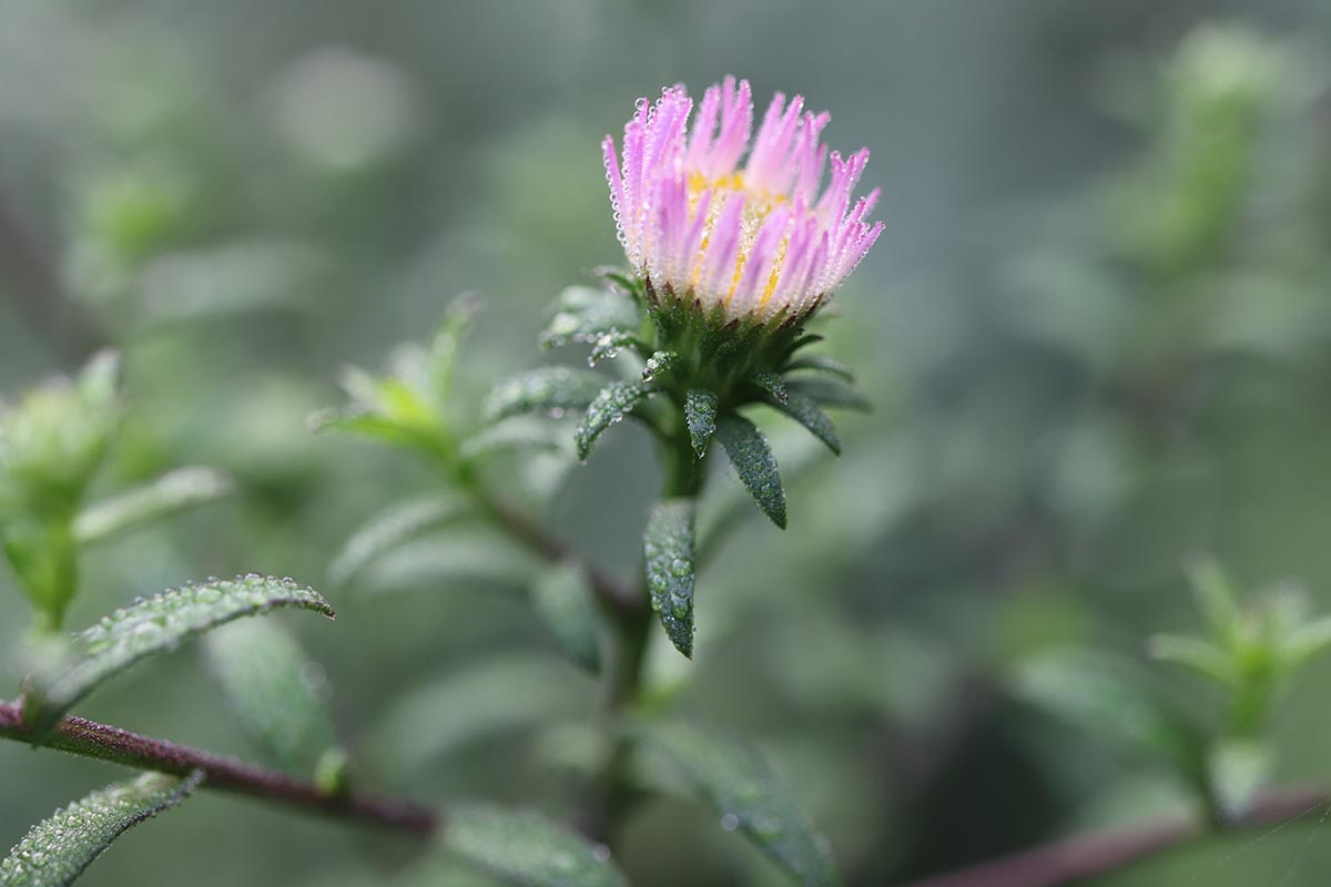 A close up horizontal image of a small flower bud of the New York aster pictured on a soft focus background.