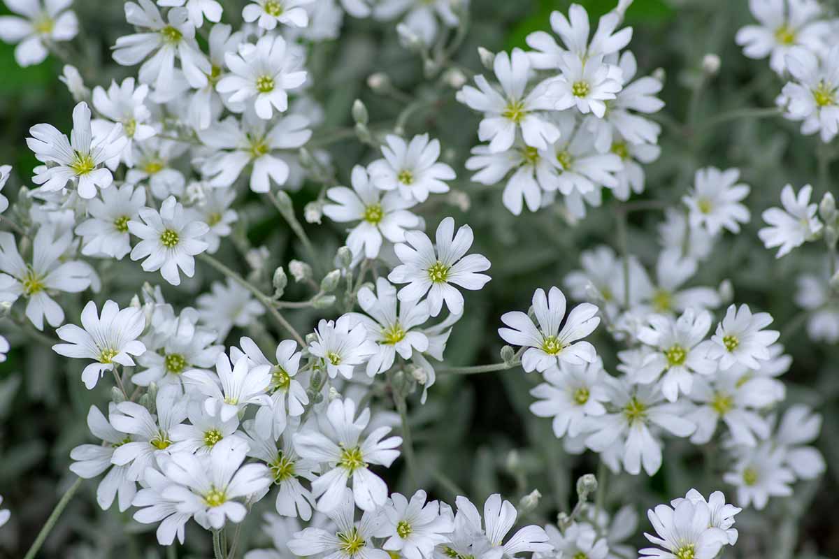 A close up of snow-in-summer flowers pictured on a soft focus background.