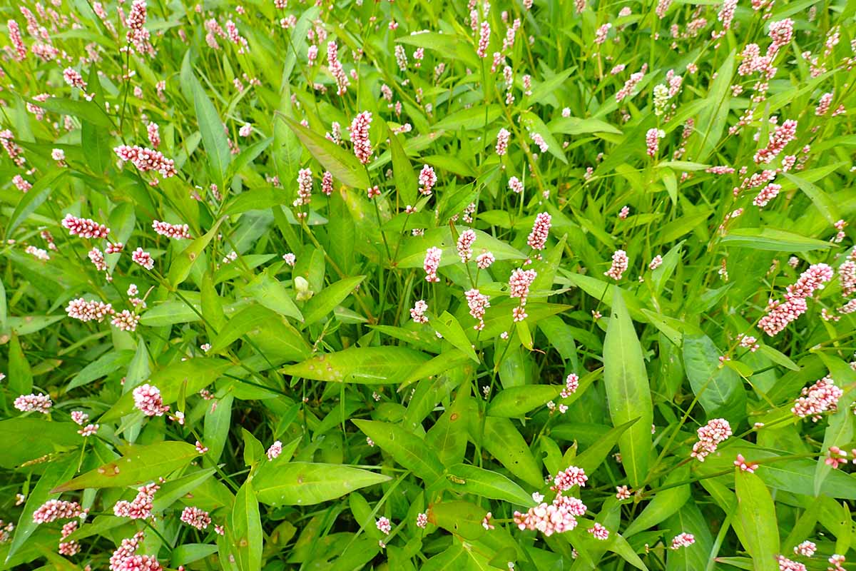 A horizontal image of lady's thumb weeds growing in a meadow.