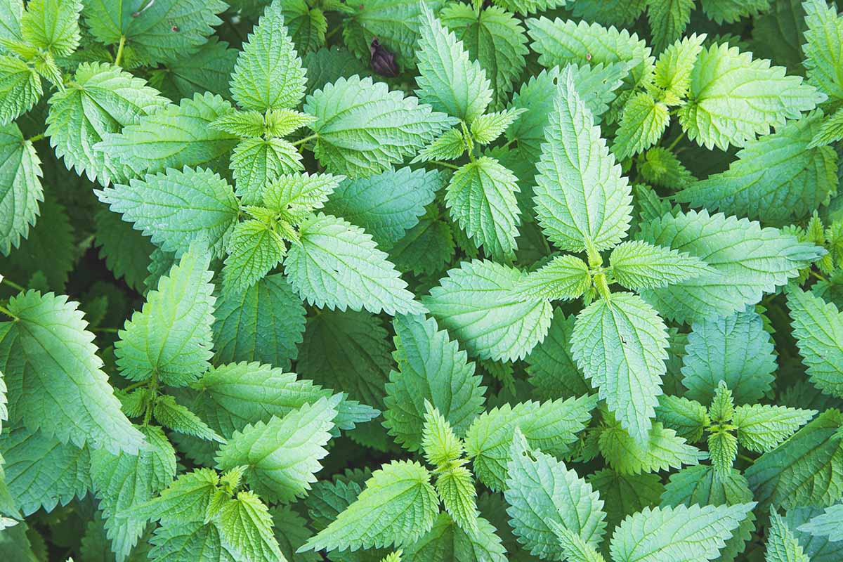 A close up horizontal image of stinging nettles growing in the garden.