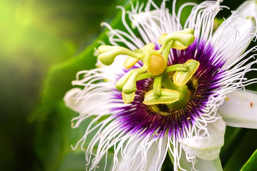 A close up horizontal image of a single stinking passionflower pictured on a soft focus background.