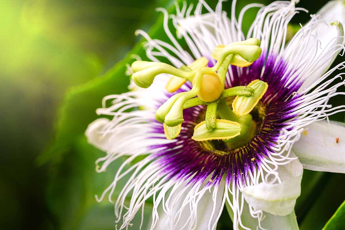 A close up horizontal image of a stinking passionflower pictured on a soft focus background.