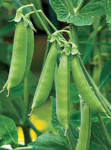 A close up image of ripe sugar snap peas growing in the garden with foliage in soft focus in the background.
