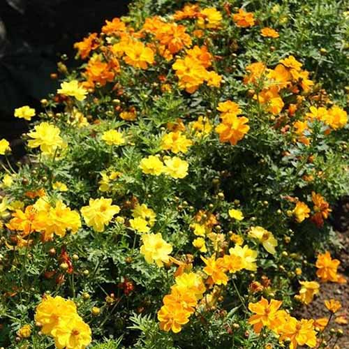A close up square image of yellow and orange sulfur cosmos growing in a garden border.