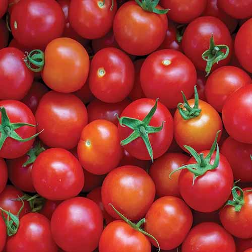 A close up square image of a pile of freshly harvested 'Supersweet 100' tomatoes.