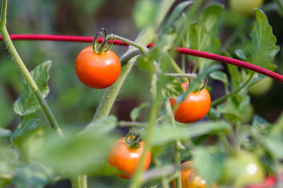 A close up horizontal image of small cherry tomatoes growing in the garden pictured on a soft focus background.