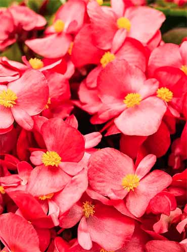 A close up vertical image of Surefire 'Red' wax begonia flowers.