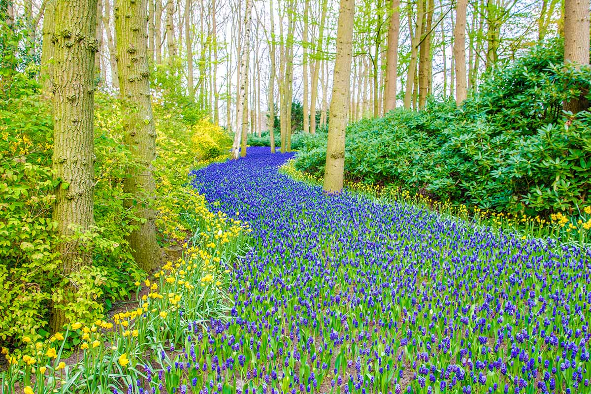 A horizontal image of a large swath of grape hyacinths growing in a woodland setting.