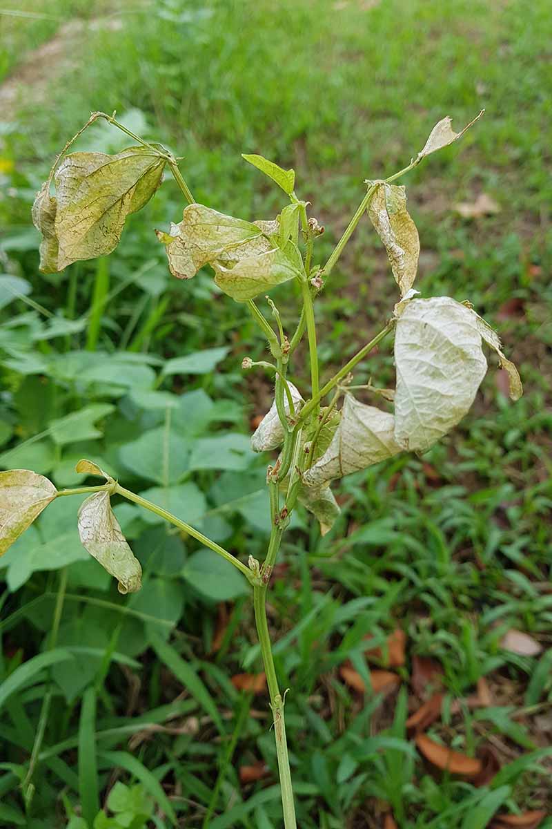 A vertical image of a bean plant suffering from Fusarium root rot.