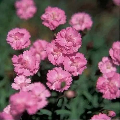 A close up square image of Dianthus gratianopolitanus 'Tiny Rubies' flowers pictured on a soft focus background.