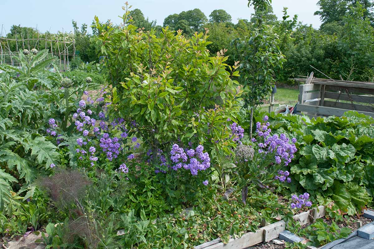 17 Tarragon Companion Plants IvannaAlanna 17 Tarragon Companion Plants IvannaAlanna