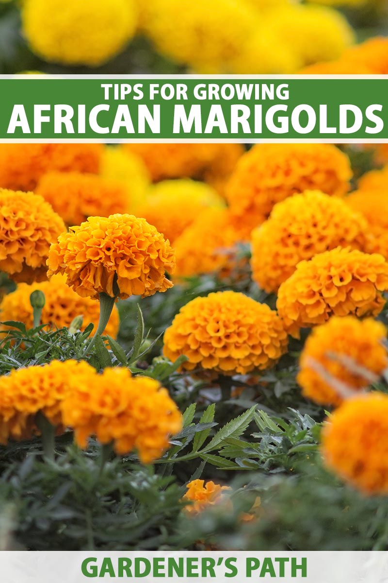 A close up vertical image of African marigolds (Tagetes erecta) growing in the garden. To the top and bottom of the frame is green and white printed text.