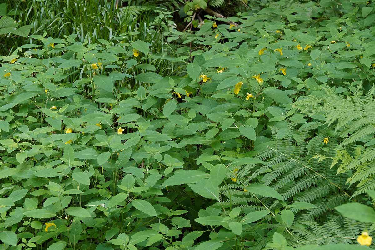 A horizontal image of a large swath of jewelweed growing wild with ferns and other perennials.