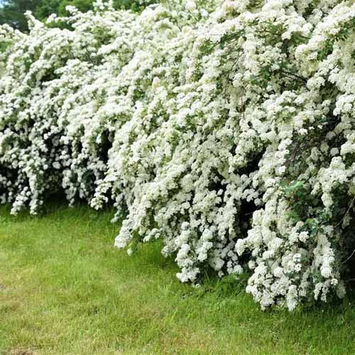 A square image of a hedge of 'Vanhouttei' spirea growing beside a lawn.