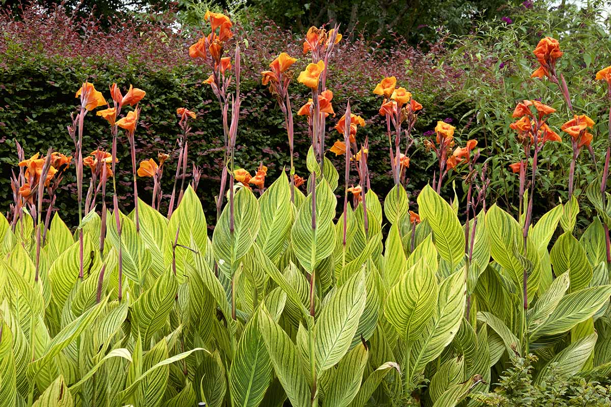 A horizontal image of variegated canna lilies with orange flowers growing in a perennial border in the garden.
