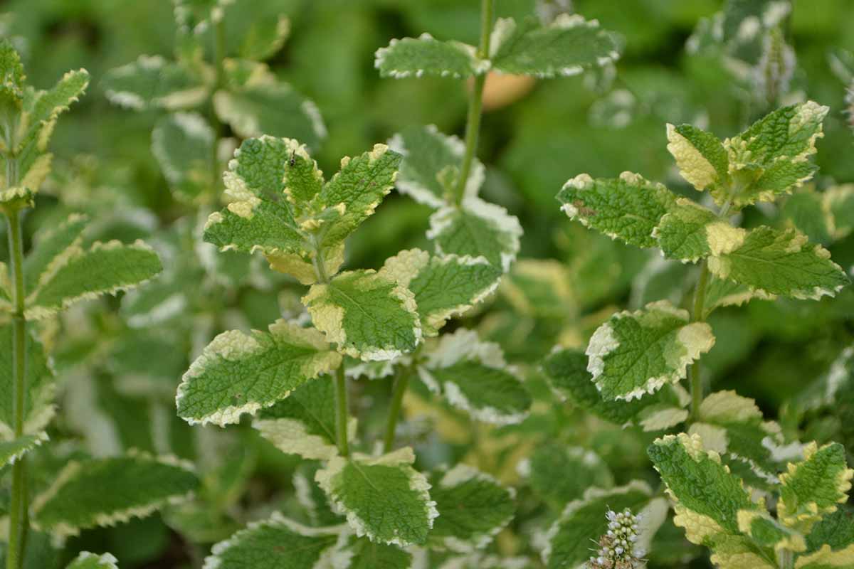 A close up horizontal image of variegated pineapple mint growing in the garden.