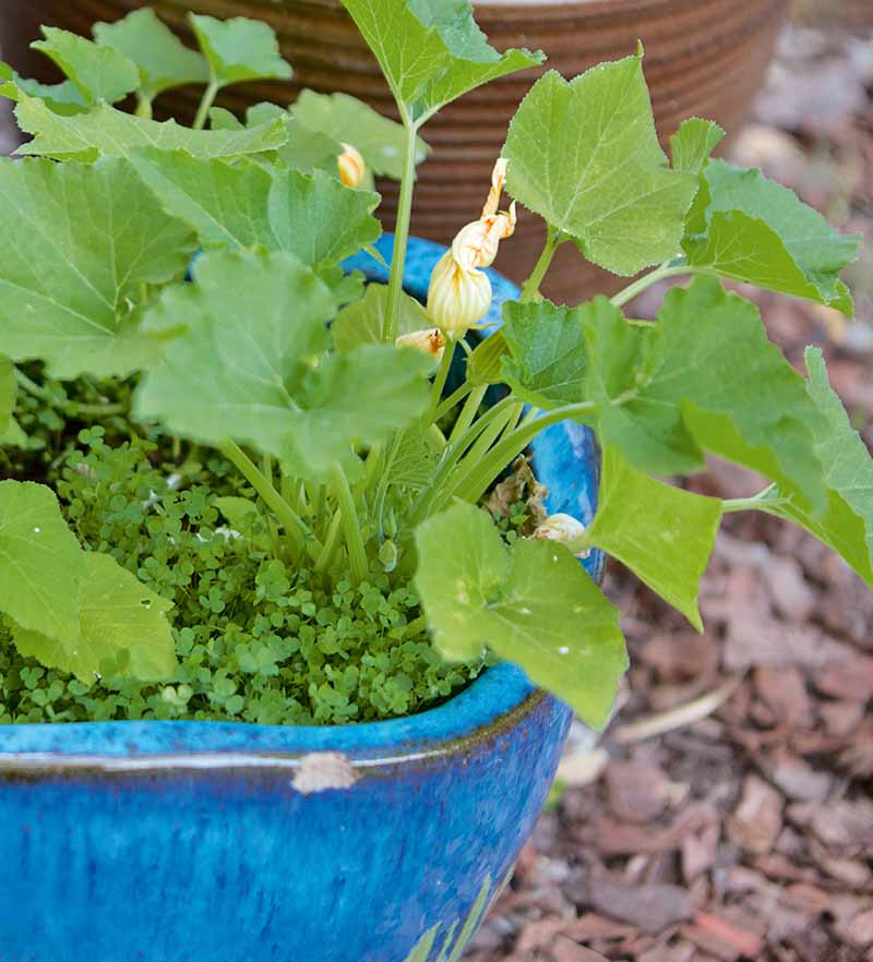 A close up vertical image of squash growing in a blue ceramic container growing with white clover, pictured on a soft focus background.