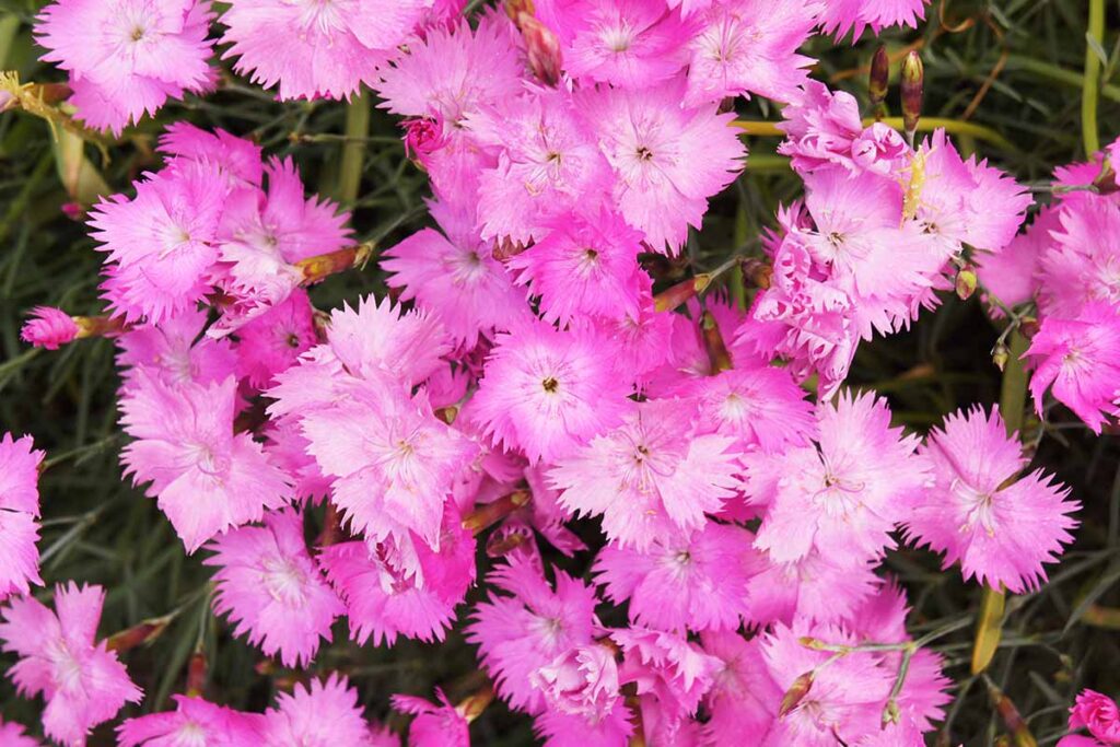 A close up horizontal image of vibrant pink Dianthus gratianopolitanus (Cheddar pinks) flowers growing in the garden.