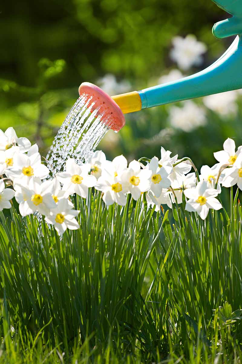 A close up vertical image of a watering can irrigating white daffodil flowers on a sunny day, pictured on a soft focus background.
